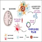 미세아교세포,치매,연구팀