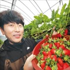 딸기,산청군,산청,생산,지역,장희