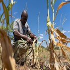 가뭄,잠비아,현상,식량,최악,원조