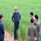 모내기,북한,농업