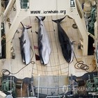 포경,상업,일본,고래,재개,긴수염고래