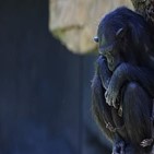 침팬지,새끼,나탈리아,어미