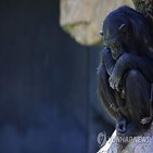 침팬지,새끼,나탈리아,어미