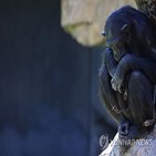 침팬지,동물원,새끼,어미