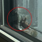 박쥐,창문,아파트