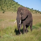코끼리,사망,야생동물,공격