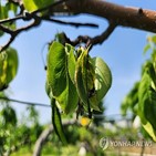 과수화상병,경우,발생,손실보상금