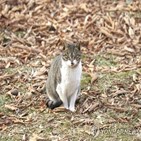 고양이,선고,징역,죽인