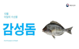 삼치,이달,마을,감성돔,신창등대