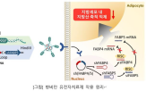 지방세포,비만,비만치료제,유전자치료제,시장,치료제,기반,선정,기존,항비