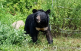 반달가슴곰,야생,올해,지리산,개체