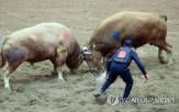 축제,소싸움축제,개최