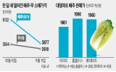 배추,가격,포기,할인,행사