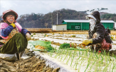 공동영농,이모작,농업,농지,직불금,임대,경북,확대