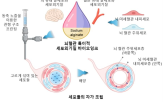 모델,장벽,뇌혈관,개발,3D