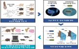 장내,미생물,효과,치료,확인