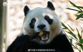 중국,관람객,센터,건강,측은,사진,자이언트