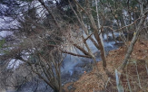 진화,산림