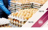 계란,수출,미국,한국,계란값,국내,농가,영향,가격