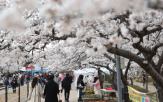 주민,벚꽃,복구,예정,축제,산불피해