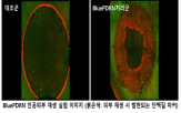 물질,아모레퍼시픽,연구