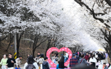 벚꽃,도로,지역,벚꽃길,지방도,드라이브,연계