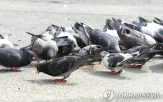 비둘기,경찰