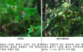 독초,산나물,섭취,동의나물