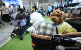 광고,영양제,반려동물,제품,기능성