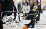 영양제,광고,반려동물,원료,기능성,제품