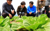 봄배추,수급,재배,배추,관리