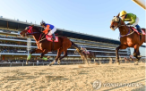 복지,학대,말산업,위해