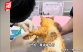 고양이,훠궈,냄비,손님,화상
