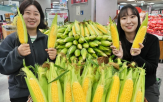 초당옥수수,롯데마트,슈퍼