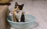 색깔,고양이,유전자,연구팀