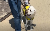 안내견,식당,출입,시각장애인