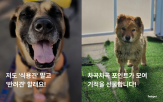 기부,인투펫,구조