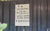 정원,마당,수국,마음,수국하우스,사람