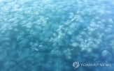 해파리,해역,자란만,피해