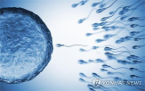 기증,정자,카위트,자녀,네덜란드,아이