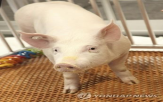 이식,반응,인간,신장,돼지,거부
