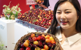 체리데이