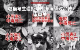 학대,채용,중국,고양이,길고양이,기회,다시