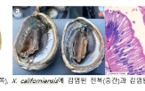 지위,전염병,전복,수산생물