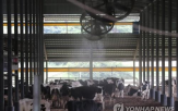 젖소,연구,영향,냉각,이스라엘,생산량