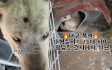 실외기,주인,견사,방치