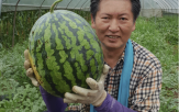 의원,왕수박,수박,농사