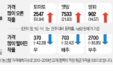 가격,배추,물량,정부