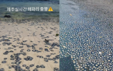 해파리,제주,제주도,푸른우산관해파리,목격,푸른색