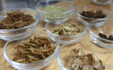 곤충,식용,식품,논문,개미,원료,딱정벌레목,우리나라,인정,단백질